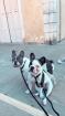 8 wunderschöne Französische Bulldoggen